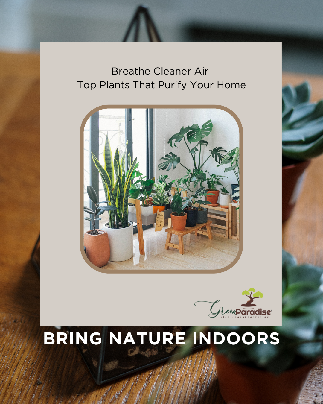 How to Grow Air-Purifying Plants at Home 🌿