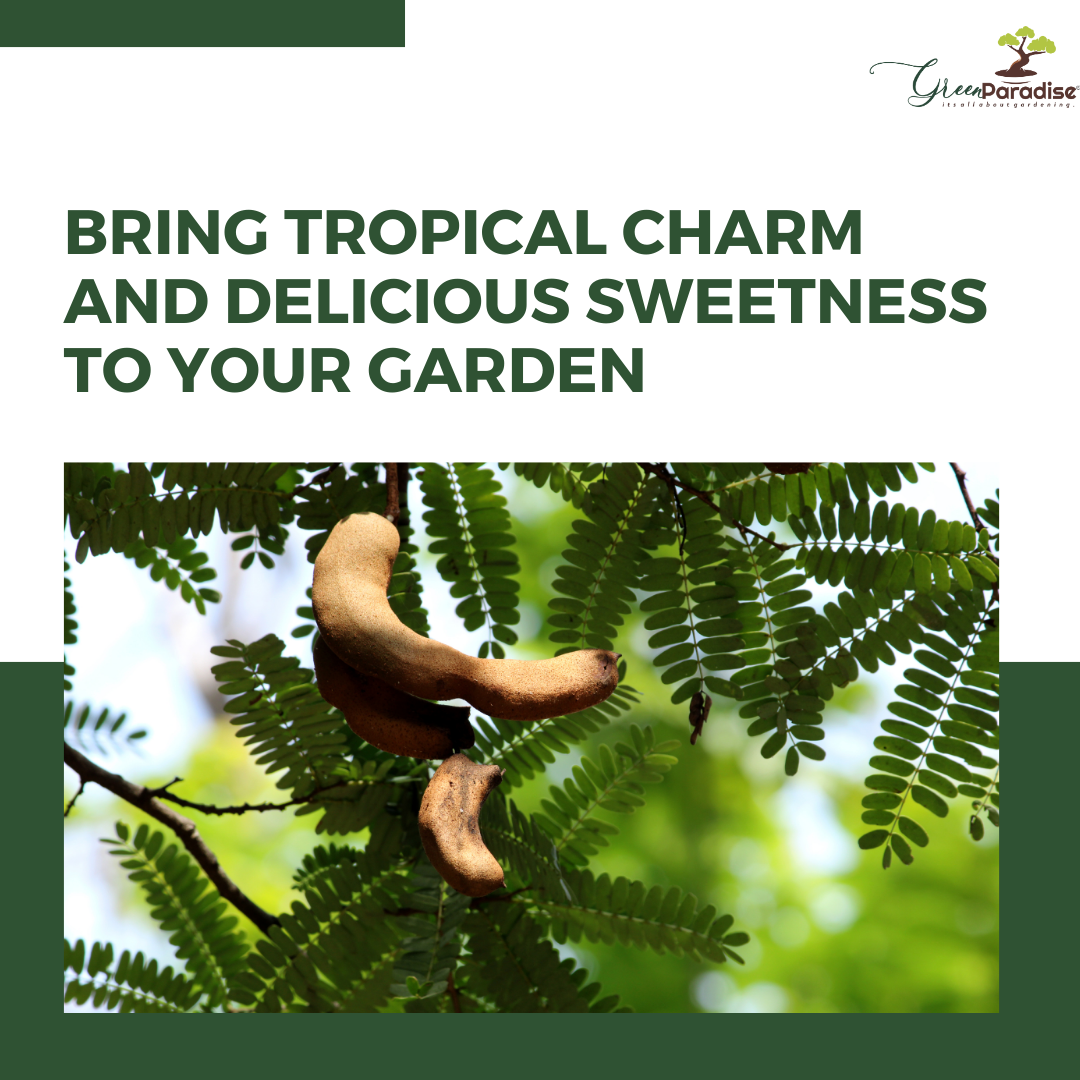 Sweet Thai Tamarind Plant: A Tropical Delight for Your Garden