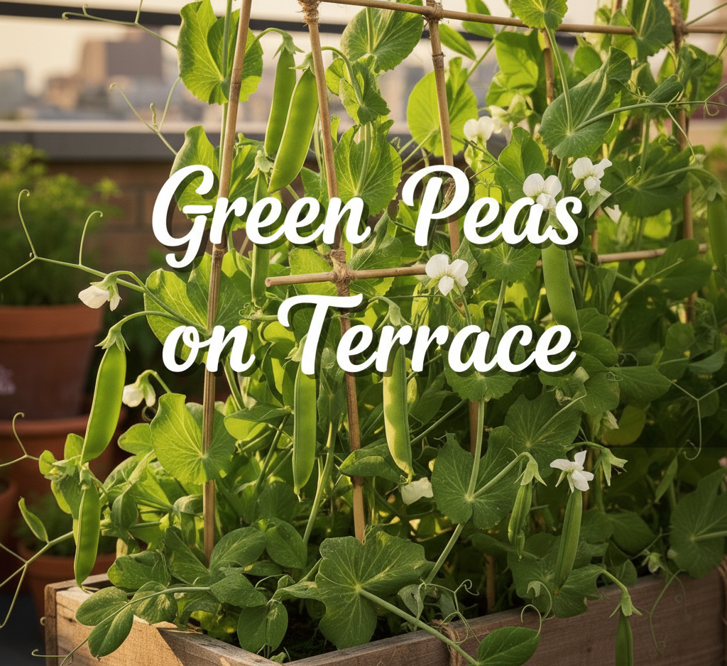 How to Grow Peas at Home: A Complete Winter Gardening Guide