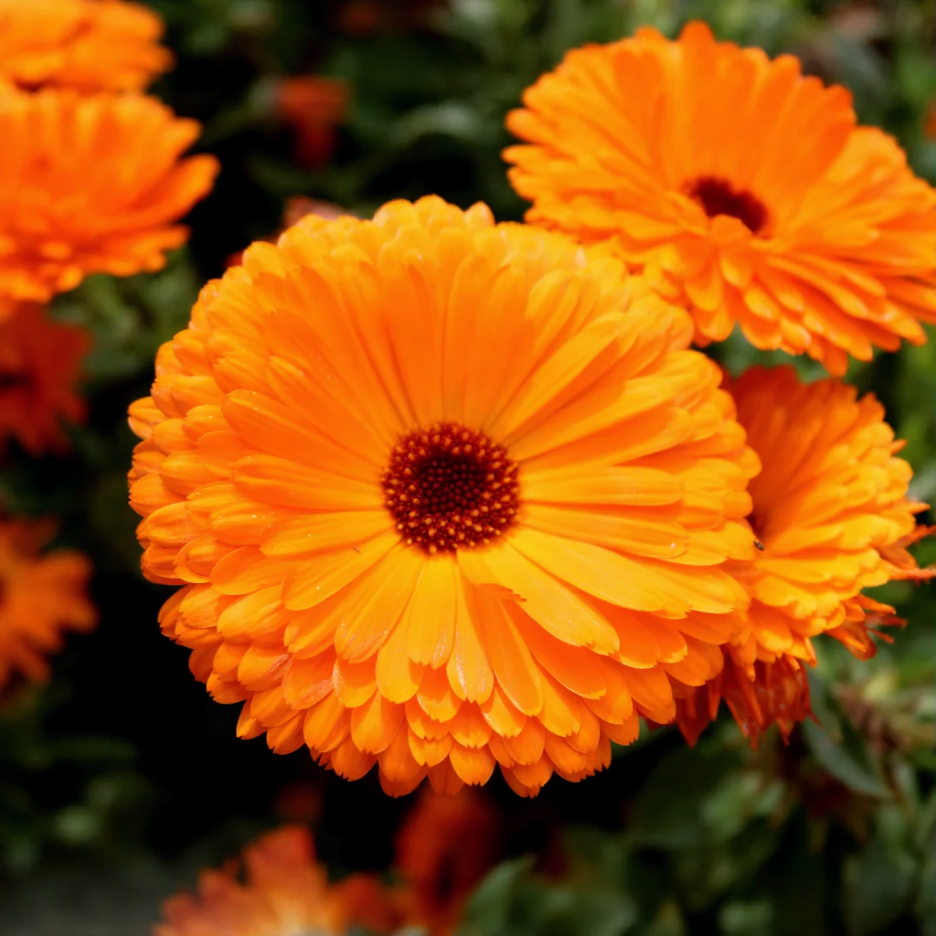 Calendula Plant: A Bright Flower with Multiple Benefits for Home Gardens
