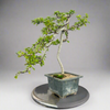 Carmona Bonsai Tree Fukein Tea Bonsai 002 (get the same tree shown in image)