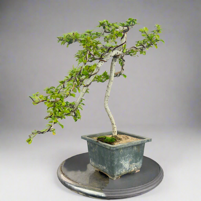 Carmona Bonsai Tree Fukein Tea Bonsai 002 (get the same tree shown in image)