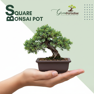 Green Paradise® Bonsai Training Pots Rectangle 14 cm (Brown) (Pack of 5) plastic bonsai pots Ideal for Mame And Shohin Bonsai Training