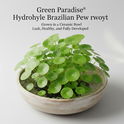 Green Paradise® Hydrocotyle Brazilian Pennywort – Fast-Growing Aquatic Plant for Aquariums, Terrariums & Water Gardens | Easy Care Live Creeper Plant