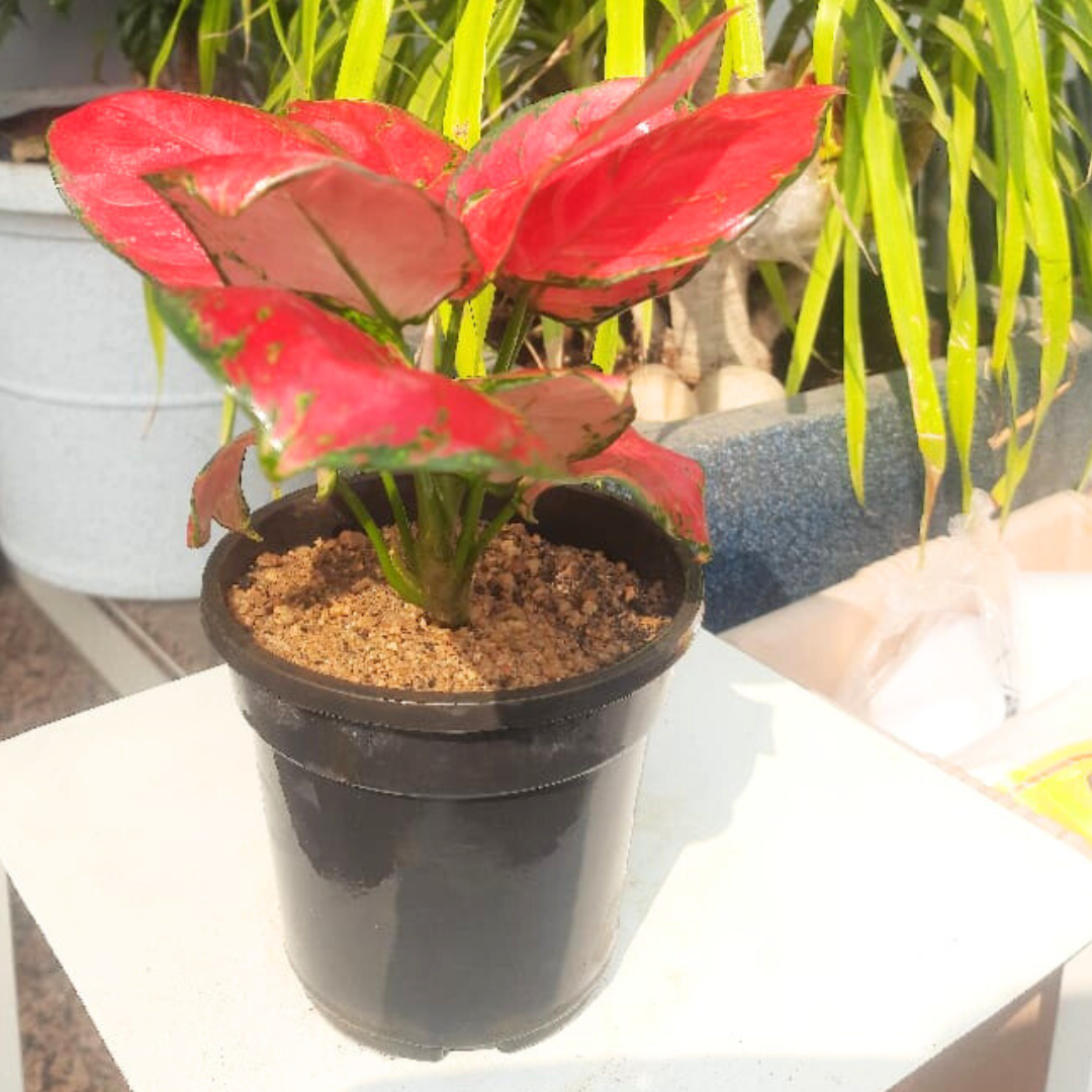aglaonema hybrid plant Aglaonema rotundum hybrid 'Red Desire' Live Plant