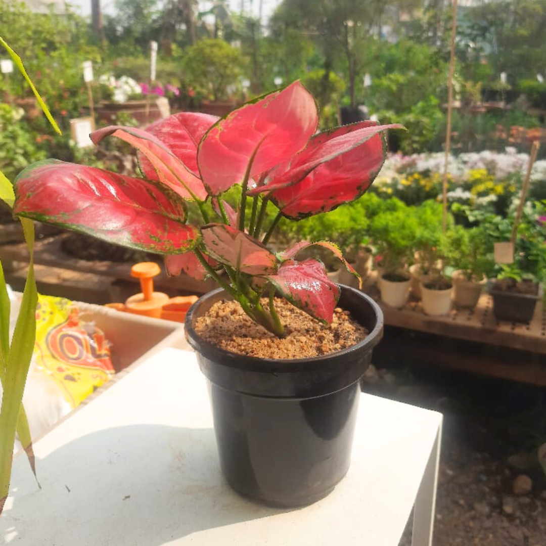 aglaonema red hybrid Aglaonema rotundum hybrid 'Red Desire' Live Plant