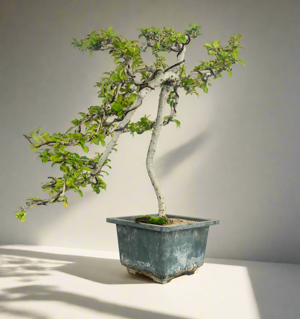 Carmona Bonsai Tree Fukein Tea Bonsai 002 (get the same tree shown in image)