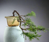 Chinensis juniper cascade bonsai
