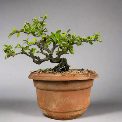 Carmona Mame Bonsai In Training Pot (Get the same tree shown in image )