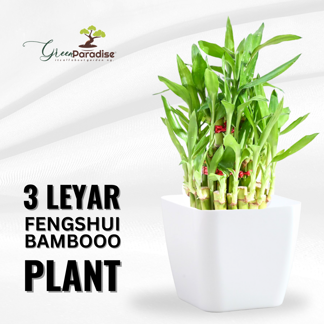 lucky bamboo air purifier Air Purifier lucky fengsui Live and Healthy 3 layer fengsui bamboo Pla –  GreenParadiseLive