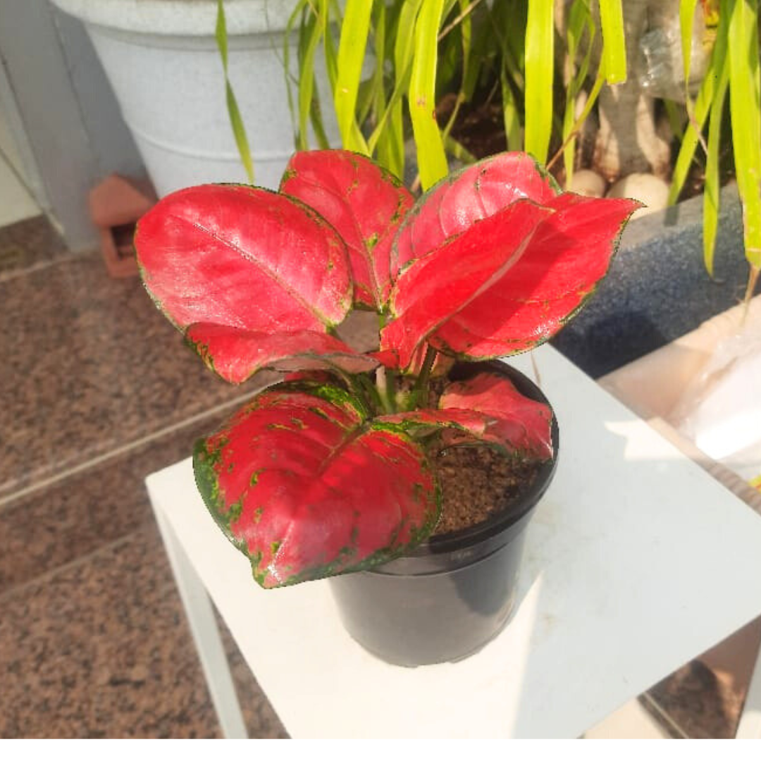 Aglaonema rotundum hybrid 'Red Desire' Live Plant - Green Paradise