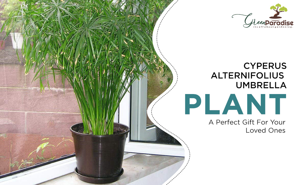 green Paradise cyperus alternifolius Plant