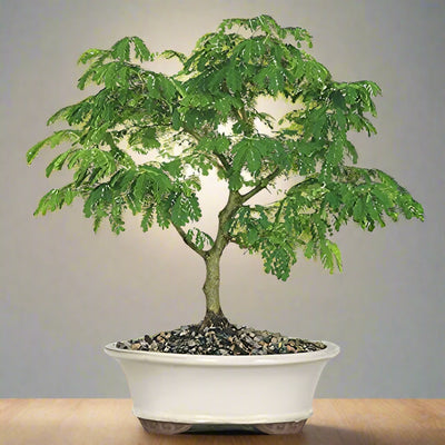 Green Paradise® Brazilian Raintree Bonsai Live Plant With Plastic Bonsai Pot
