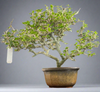 Carmona tree 7 years old Mature Bonsai Tree