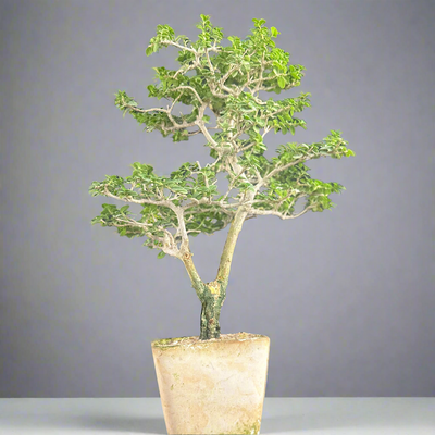 Green Paradise Premna  Bonsai Tree (Shohin Size bonsai tree)