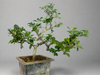Green paradise Carmona bonsai tree