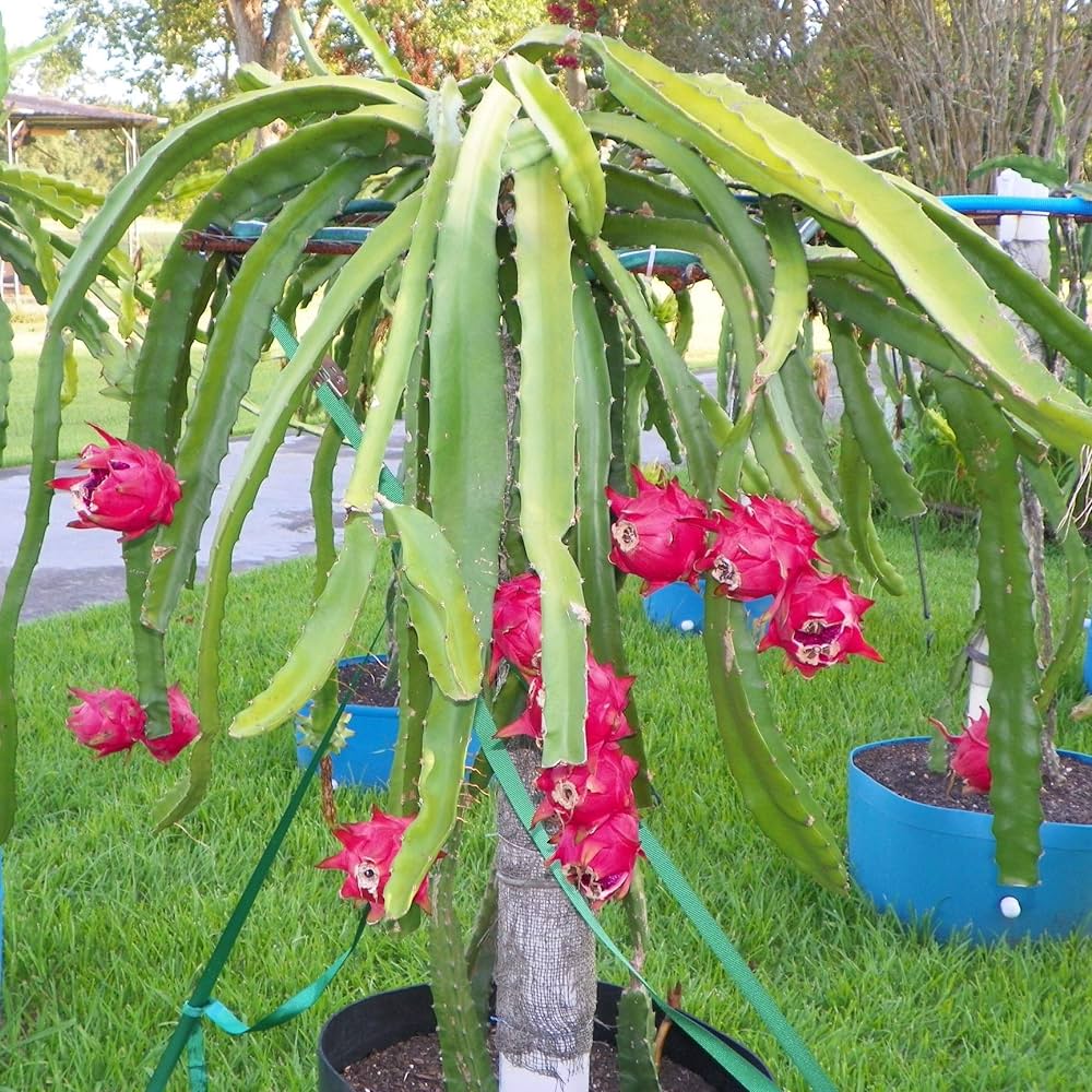 Green Paradise Red Dragon Fruit Plant