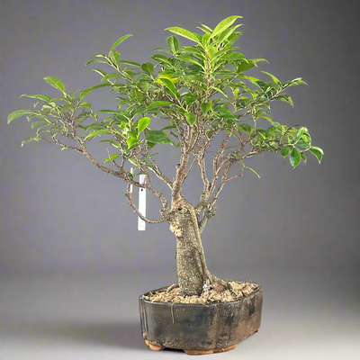 Ficus tigerbark Ficus Microcarpa Bonsai  tree