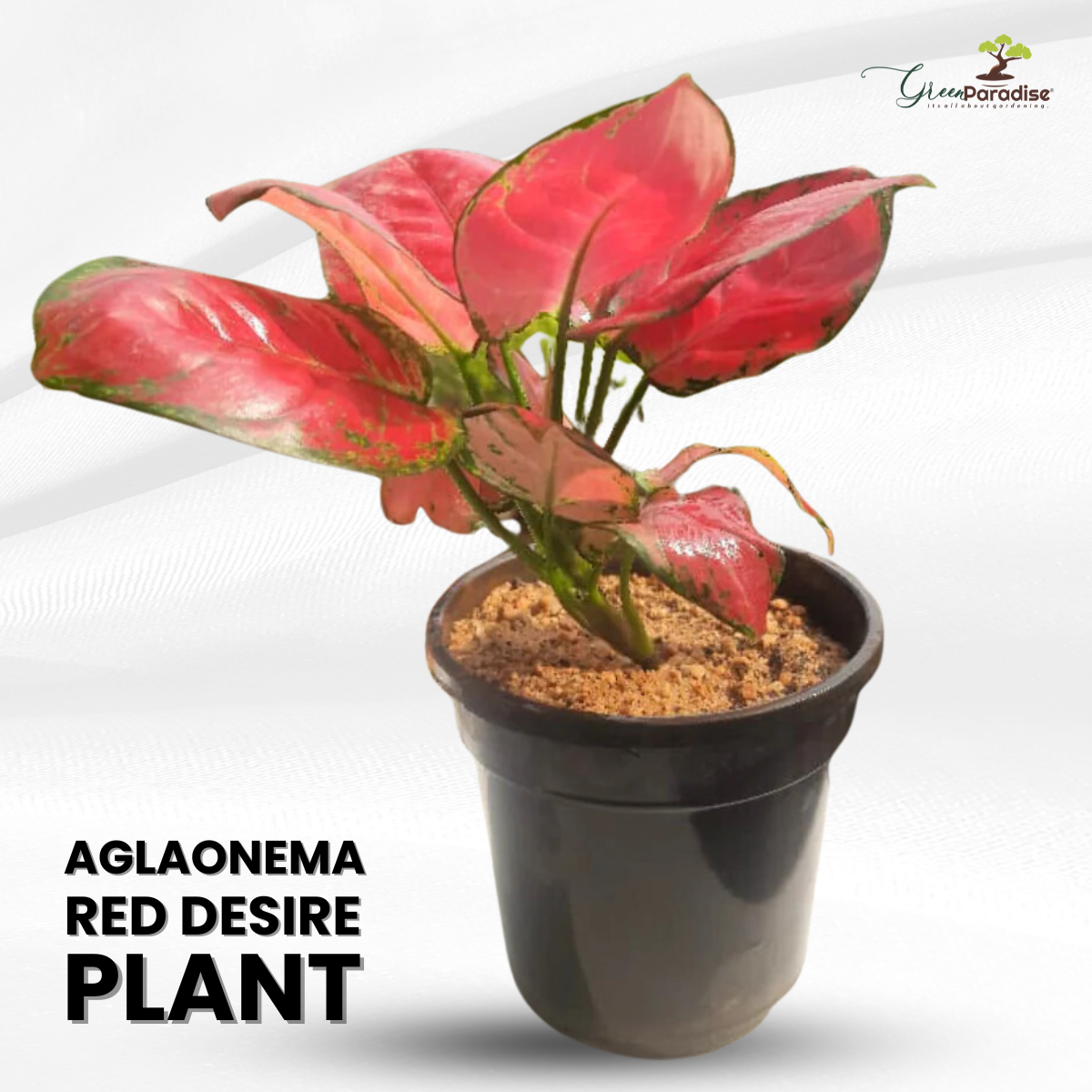 aglaonema hybride Aglaonema rotundum hybrid 'Red Desire' Live Plant