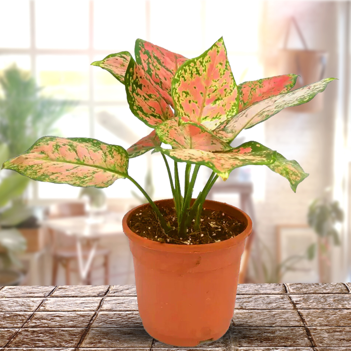 aglaonema pink gem Aglaonema Rotundum 'Pink Dotted' Live Plant-Green Paradise – GreenParadiseLive