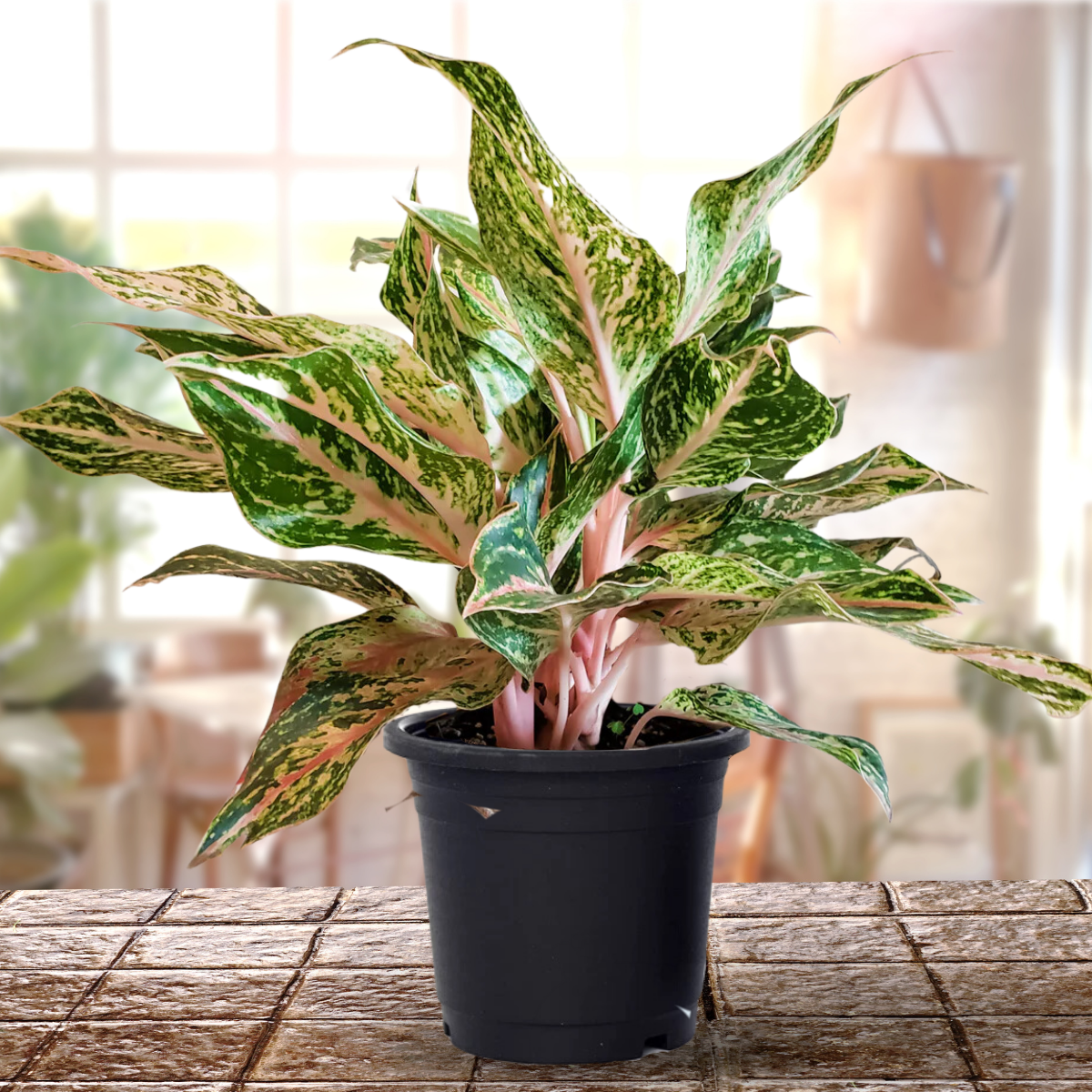 Aglaonema rotundum 'Spark' Live Plant-Green Paradise