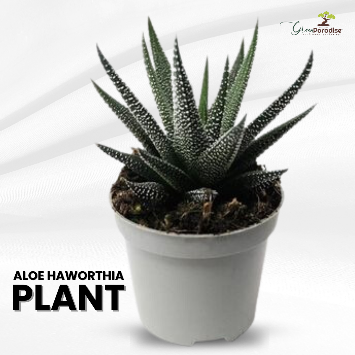 Aloe Haworthioid Live Plant  GreenParadiseLive