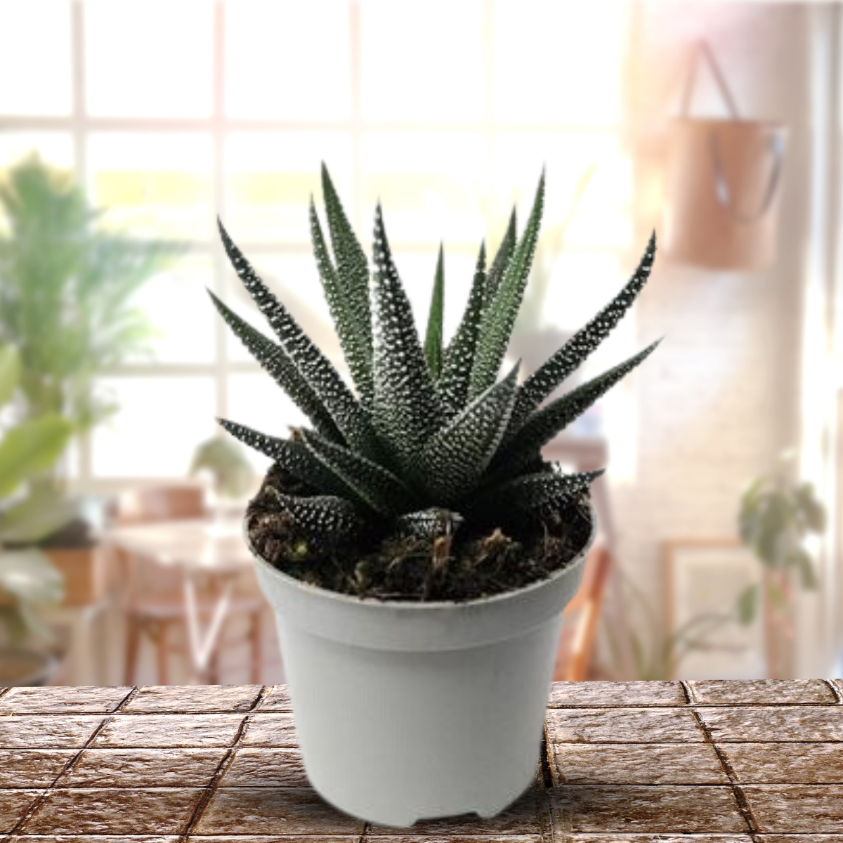 Aloe Haworthioid Live Plant  GreenParadiseLive