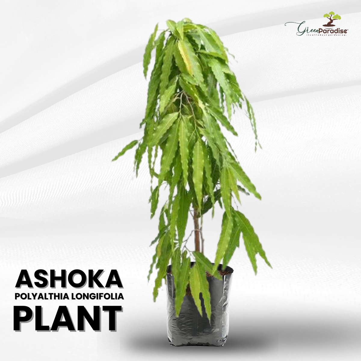 ashoka plant in pot Ashoka Polyalthia Longifolia Plant – GreenParadiseLive