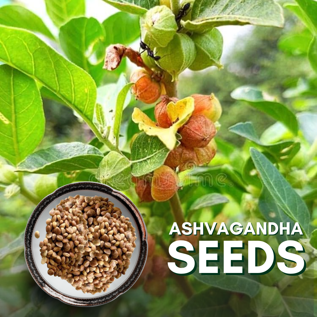 ayurvedic plant seeds Green Paradise® Ashvagandha (Herbs) Seeds Pack – GreenParadiseLive
