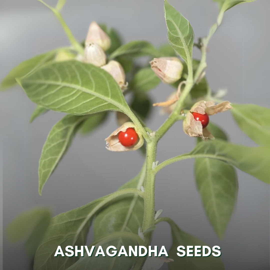ashwagandha plant seeds Green Paradise® Ashvagandha (Herbs) Seeds Pack – GreenParadiseLive