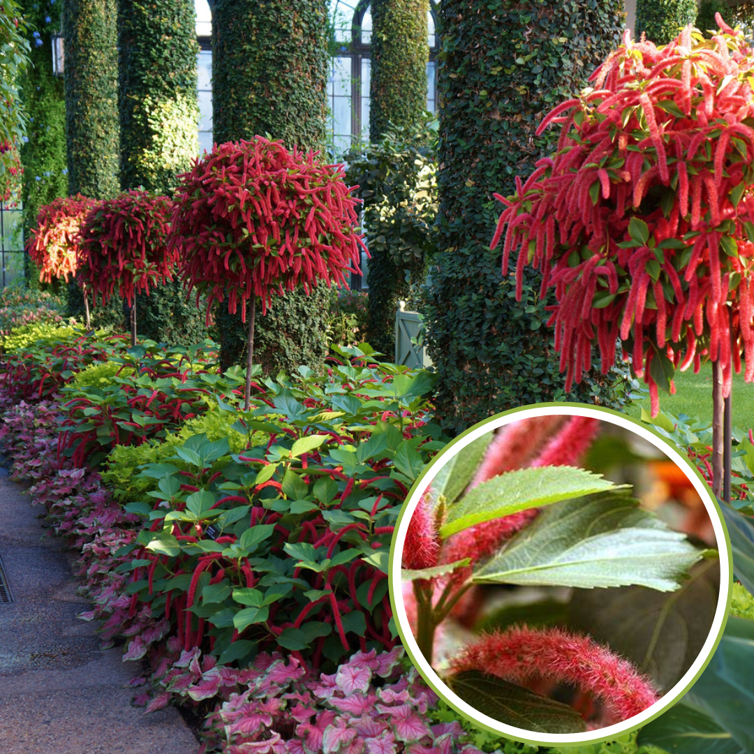 Acalypha hispida greenparadise