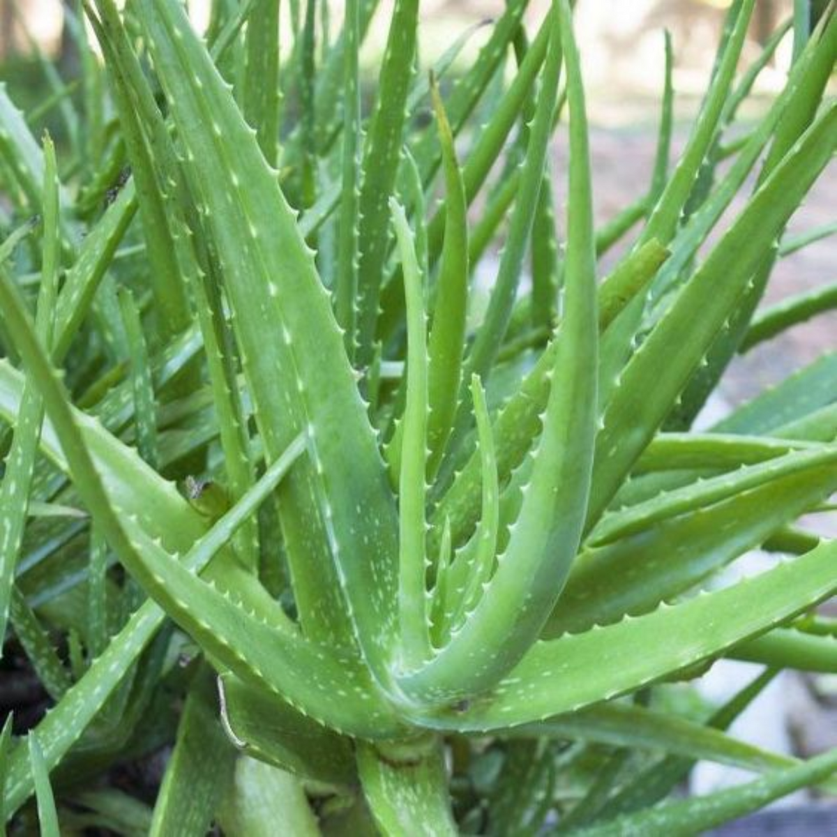 aloe vera barbadensis miller essbar Green Paradise Aloevera Plant Barbadensis Miller Medicinal Herbal Live –  GreenParadiseLive