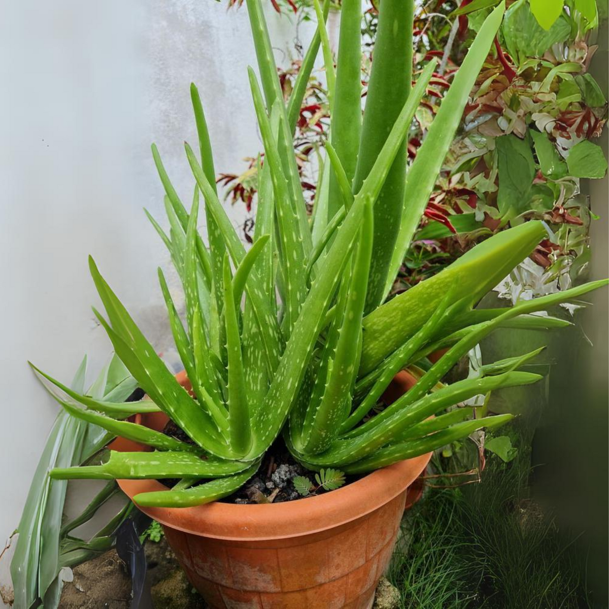 Green Paradise Aloevera Plant Barbadensis Miller Medicinal Herbal Live –  GreenParadiseLive