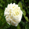 Mogra Plant Jasminum sambac Arabian Jasmine Double Petals Rose Shaped Big Flowers And Superb Fragrance