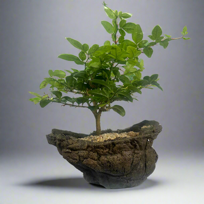 Green Paradise Cherry Lime Bonsai material tree