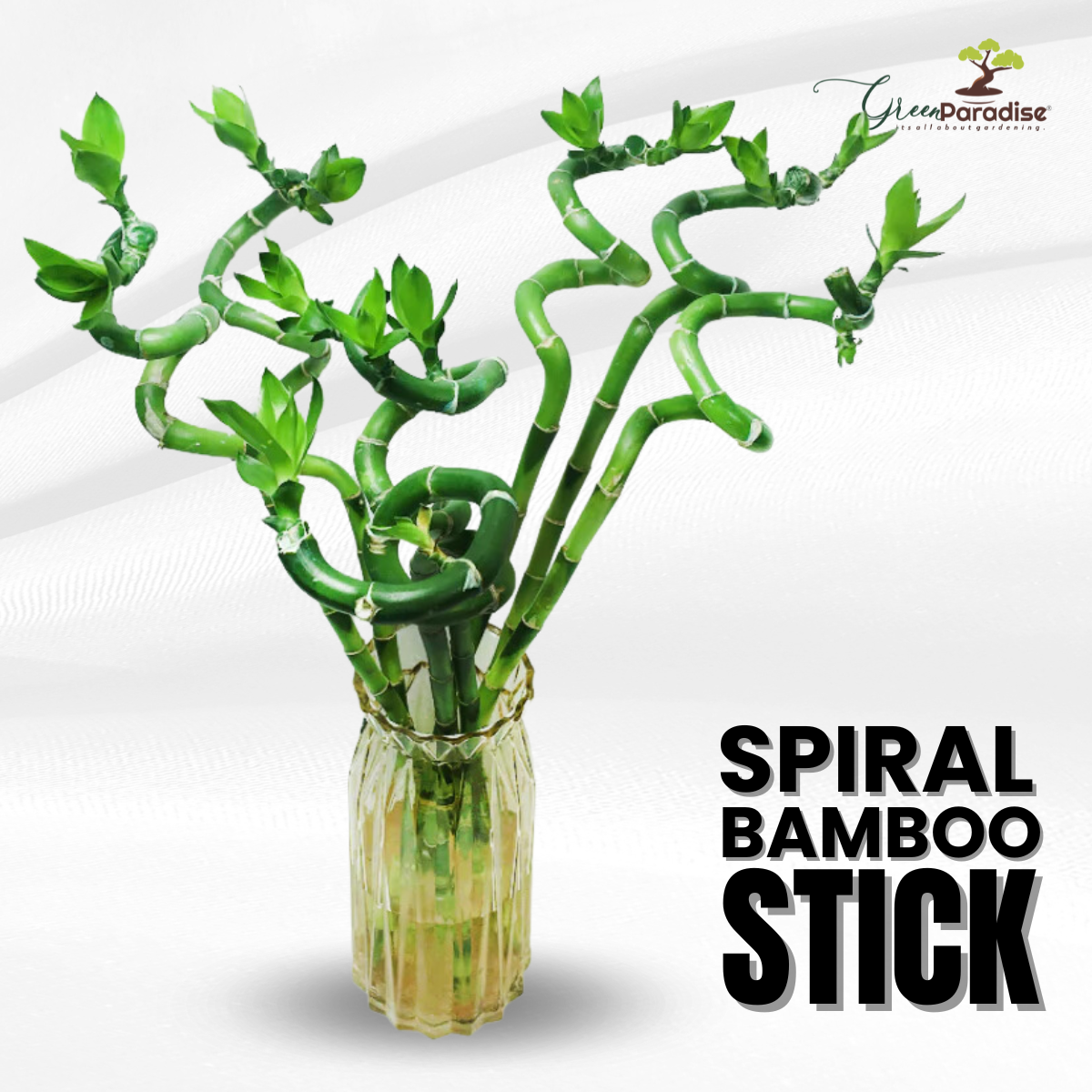 Green Paradise® Spiral Bamboo Sticks For Indoor-Office Table