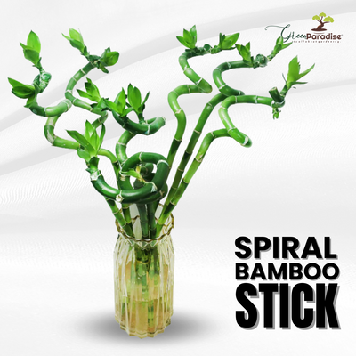 Green Paradise® Spiral Bamboo Sticks For Indoor-Office Table