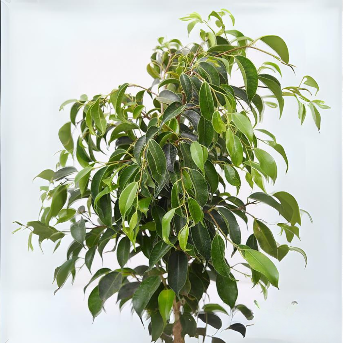 Green Paradise® Benjamina Black Ficus Sapling Plant