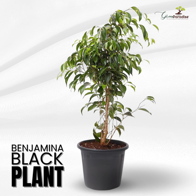 Green Paradise® Benjamina Black Ficus Sapling Plant