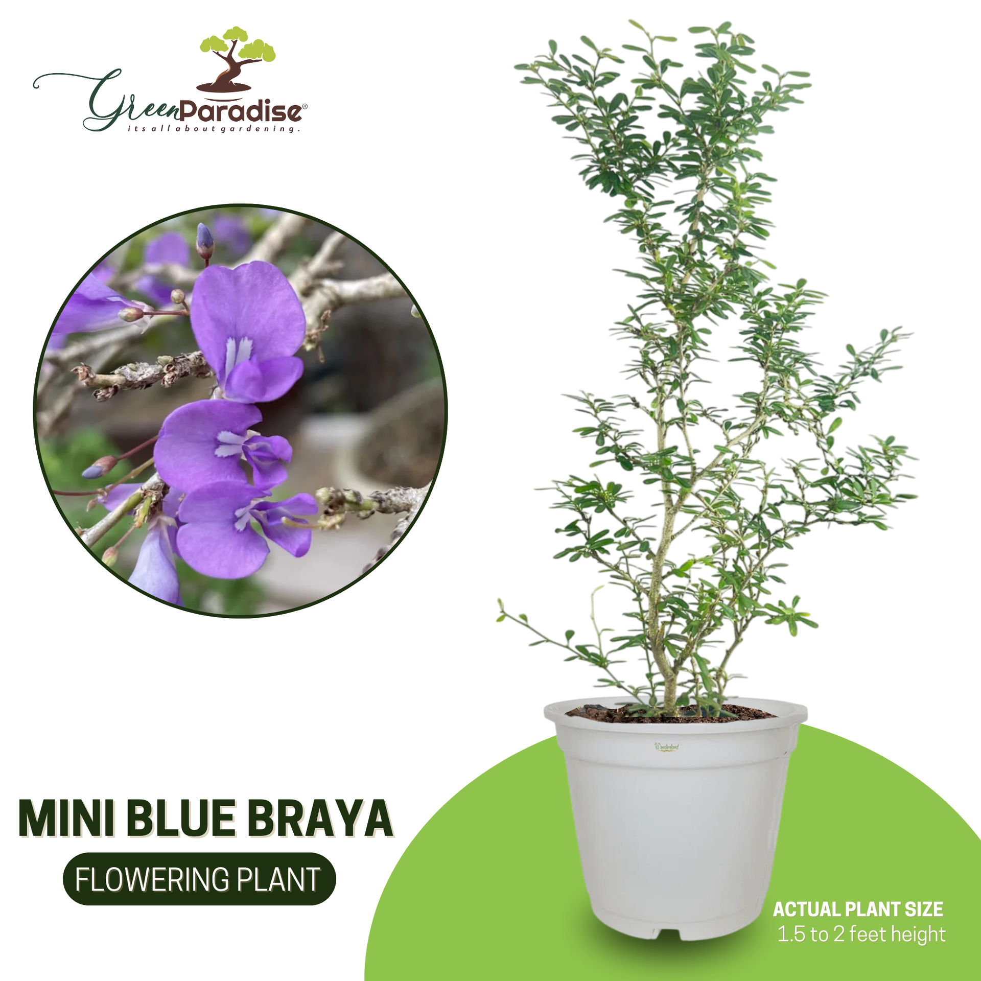 DESMODIUM MIni Blue Braya Sapling Plant