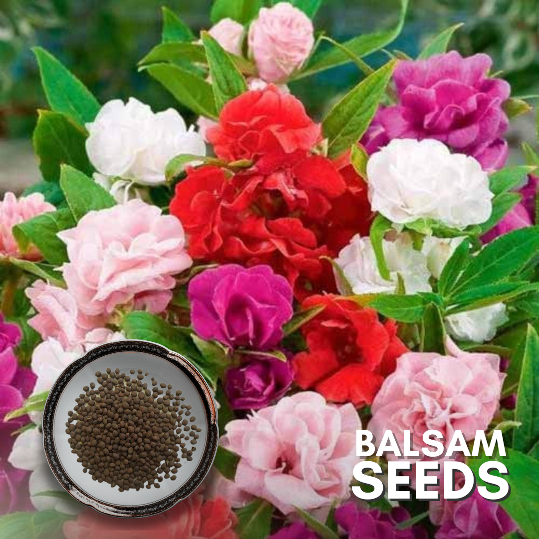 balsam plant seed Green Paradise® Balsam Flower (Improved) Seeds Pack – GreenParadiseLive