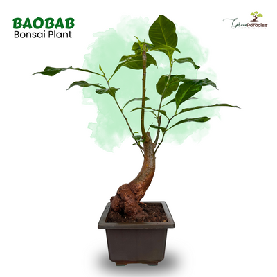 Green Paradise® Baobab Bonsai Live Plant – Unique Curved Trunk, Thick Stem, Indoor Outdoor Plant in Pot