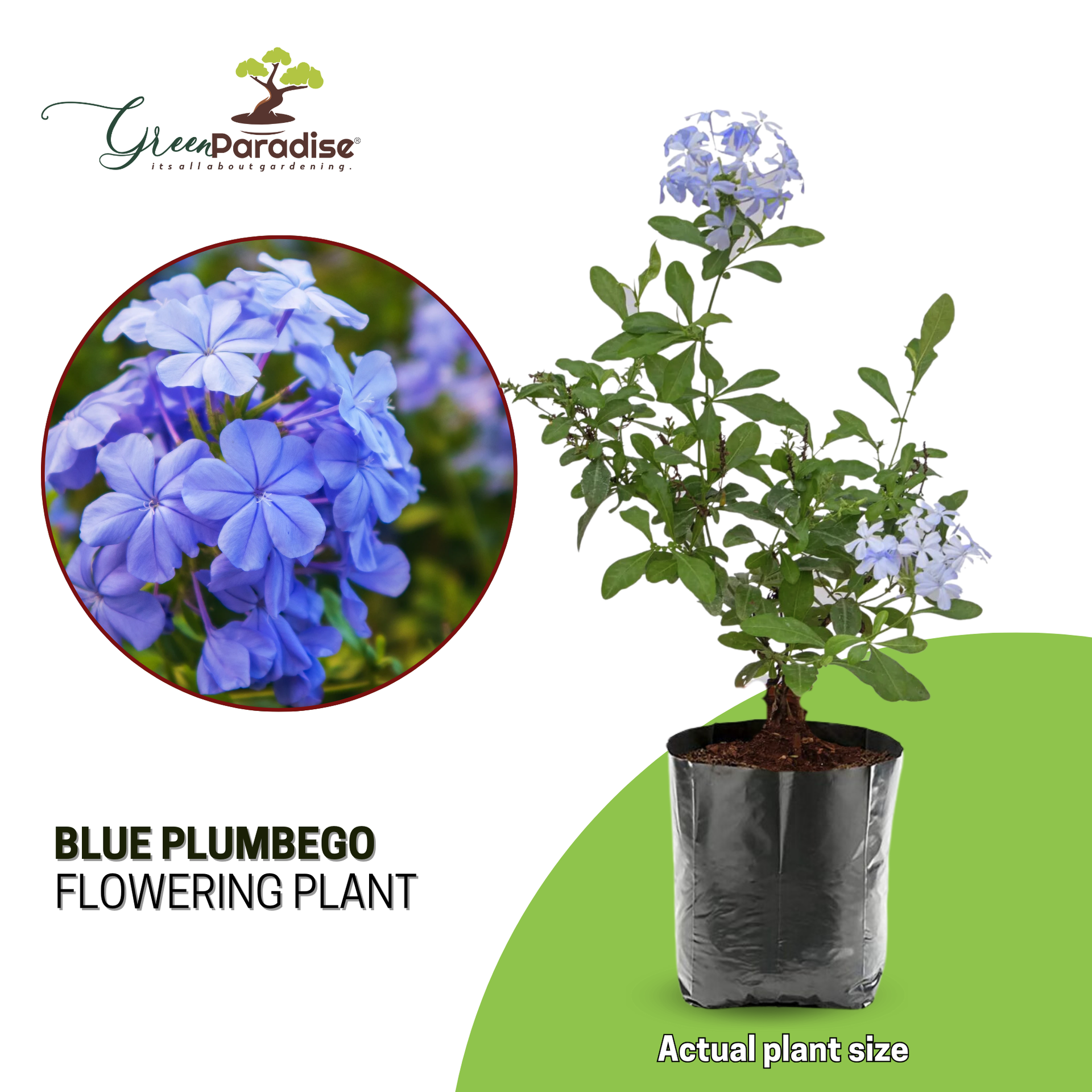 Green Paradise® Blue Plumbago Full Year Flowering Plant (Shrub For Flowerbeds And Potted Gardens ) ( 1 healthy Plant )