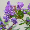 DESMODIUM Blue Braya Sapling Plant