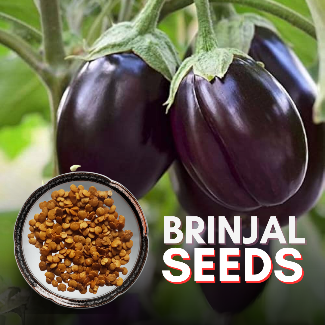 plant brinjal seeds Green Paradise® Brinjal Seeds – GreenParadiseLive