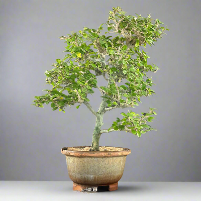 Green Paradise Carmona Bonsai tree code 0144