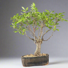 Ficus tigerbark Ficus Microcarpa Bonsai  tree