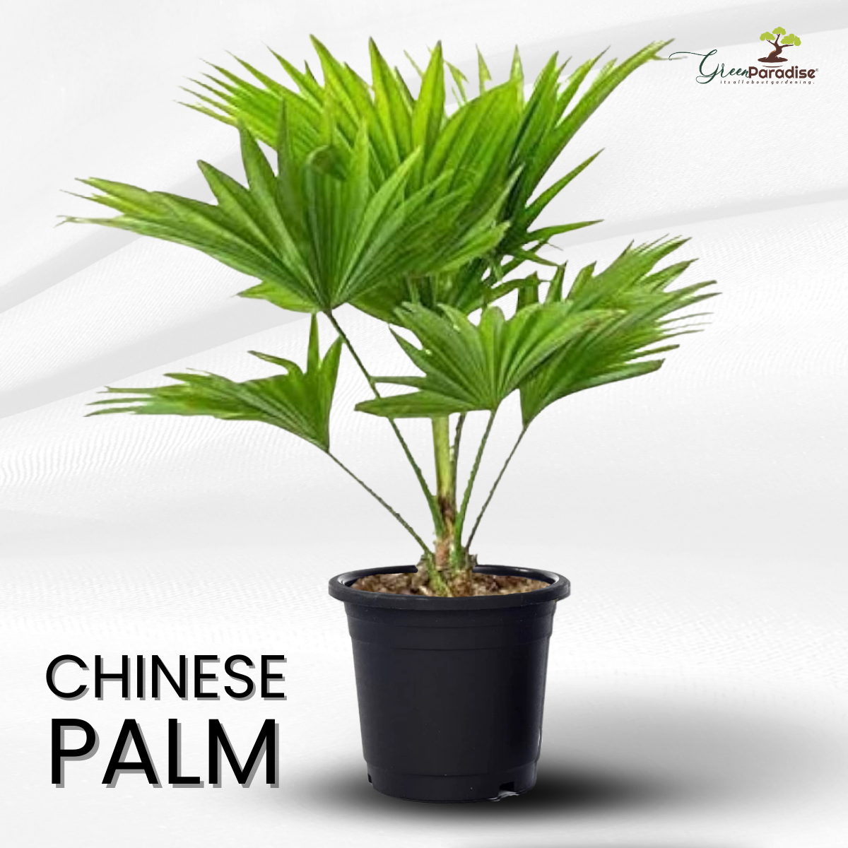 Table Palm Live Plant Chinese Palm Live Plant GreenParadiseLive