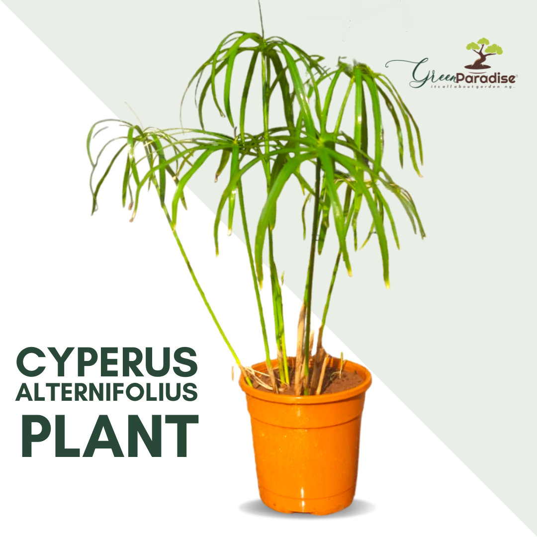 Cyperus Alternifolius Indoor Live Plant GreenParadiseLive