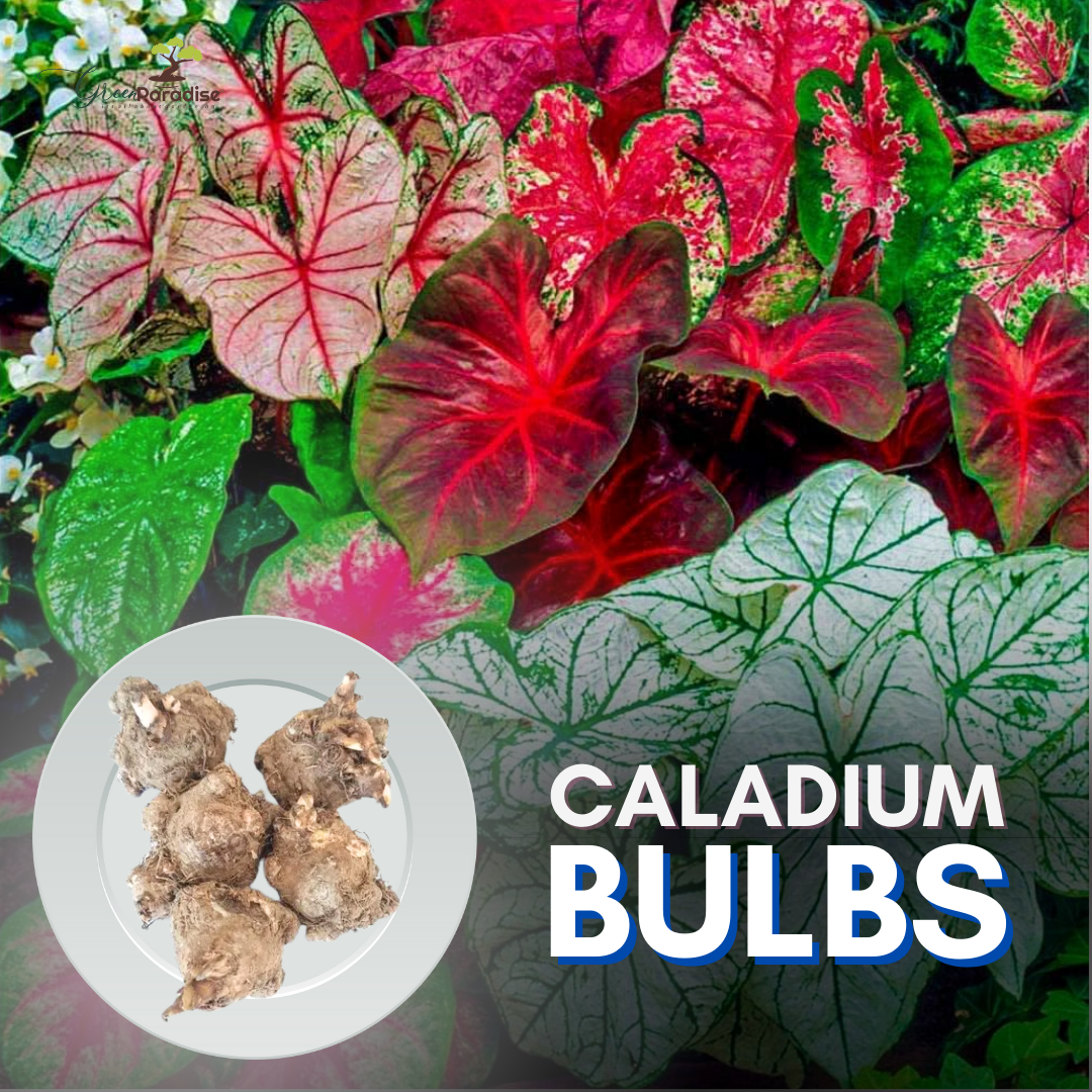 caladium flower bulb-pack of 5 pcs| gardening for home, kitchen, outdoor/indoor|MIXED COLOUR